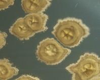 streptomyces streptomyces